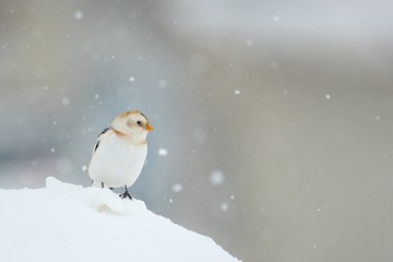 Obraz premium Snow bunting (Plectrophenax nivalis)