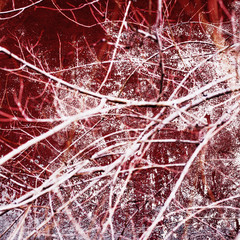 branches , background and texture