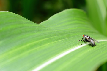 insect on green leaf background texture in nature