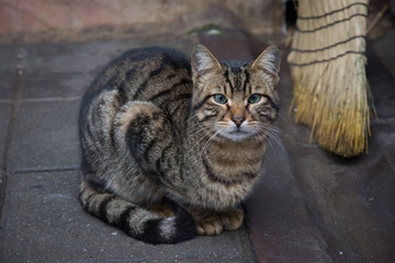 Tabby street cat with beautiful eyes.
