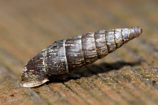Two toothed door snail (Clausilia bidentata). A snail in the family Clausiliidae showing texture on shell

