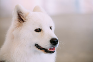 Happy White Samoyed Bjelkier Dog