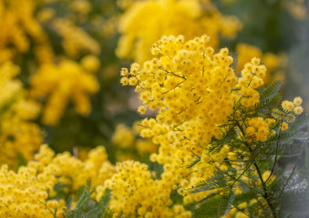 acacia (acacia dealbata) plant branch  closeup with yellow flowers on blurred background