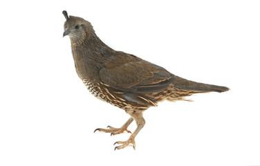 female California Quail