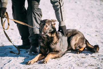 German Shepherd Dog sits near owner during training.