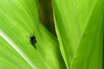 insect on green leaf background texture in nature