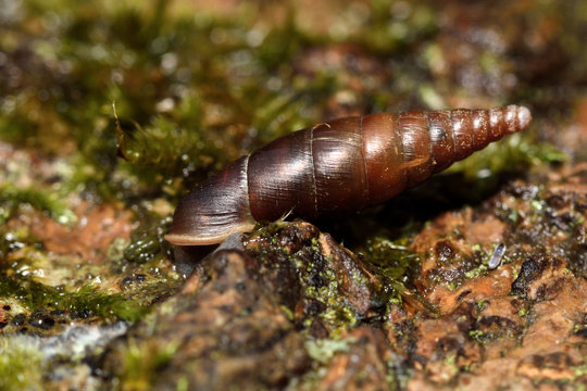 Plaited door snail (Cochlodina laminata). A snail in the family Clausiliidae amongst dead wood and moss
