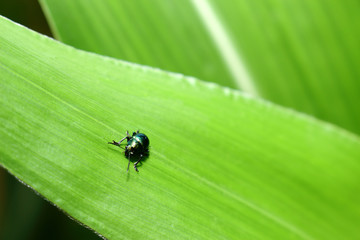 insect on green leaf background texture in nature