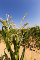 field with green corn  