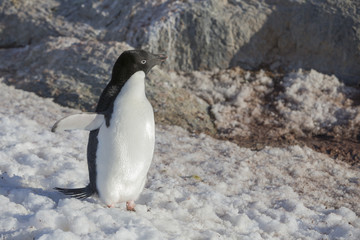 Ad&eacute;lie Penguin.