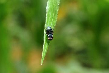 insect on green leaf background texture in nature