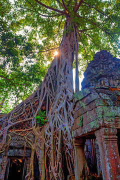 Ta Prohm temple in Cambodia