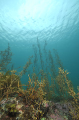 Fototapeta na wymiar Brown seaweed with pneumatocysts in shallow water of Matheson Bay.