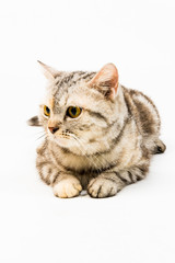 cat on white background