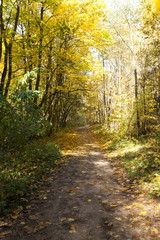 Fototapeta na wymiar forest during the autumn 