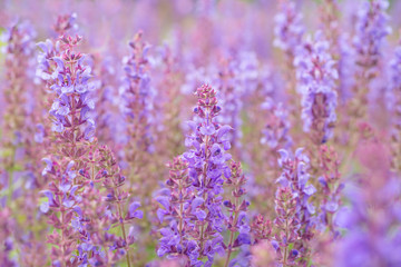 Naklejka premium Salvia flowers 