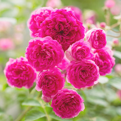 Flowers Pink Rose