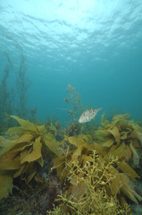 Fototapeta na wymiar Leatherjacket Parika scaber among brown kelp and seaweeds.