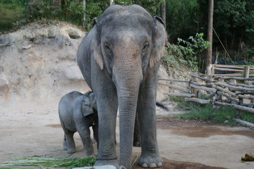 Fototapeta premium Mother of two elephants in Thailand