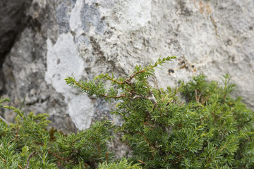 Detail of branches and leaves of Common Juniper, Juniperus communis subsp. alpina. Photo taken in Saliencia Valley, Somiedo Nature Reserve, Asturias, Spain