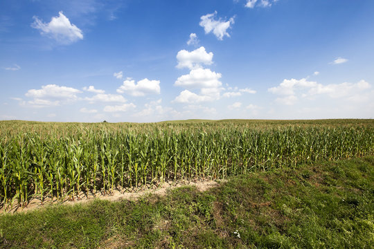 corn field. Summer 