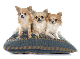 group of chihuahuas