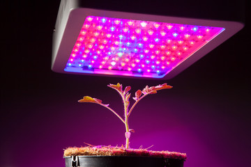 young tomato plant under LED grow light