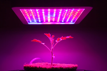 young tomato plant under LED grow light