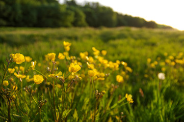 field of spring flowers