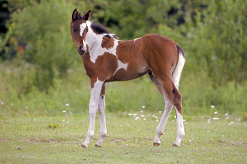 Fototapeta na wymiar Cute Pinto Foal at pasture