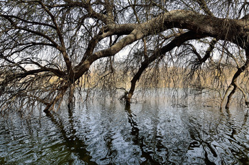dry tree branches and reflections in the water