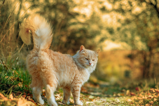 beautiful cat walking in autumn