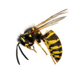 wasp