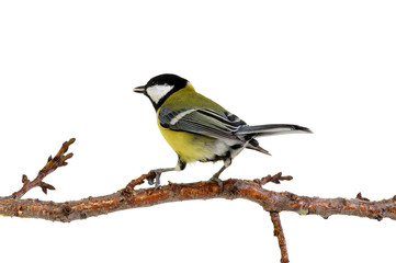great tit