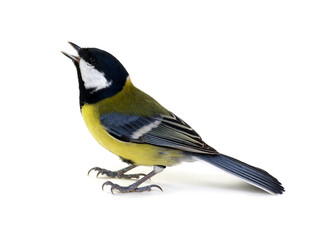 great tit