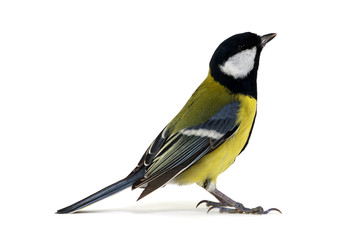 great tit © Alekss