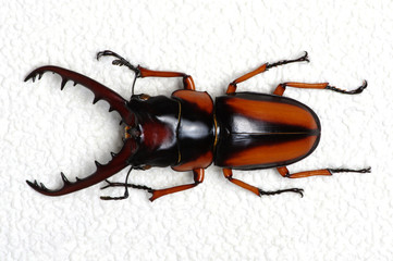 Stag beetle