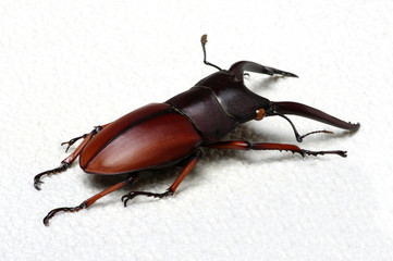 Stag beetle