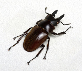 Stag beetle