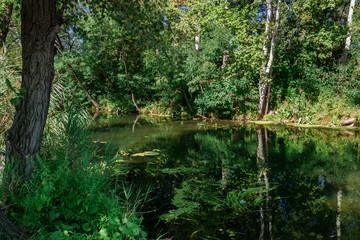 Fototapeta premium River among the trees