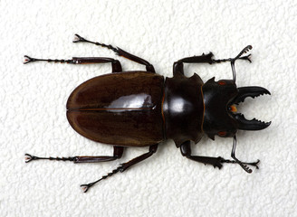 Stag beetle