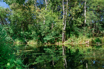 Fototapeta premium River among the trees