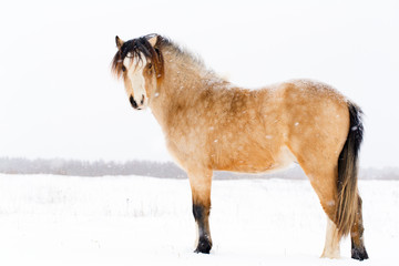 welsh pony at winter