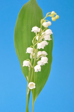 lily of the valley