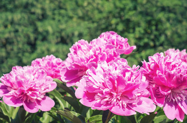 Fototapeta premium Pink peony flower 