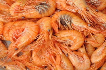 prawn Shrimp