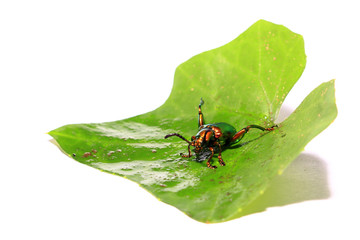 sagra buqueti, insect beetle and green leaves isolated on white