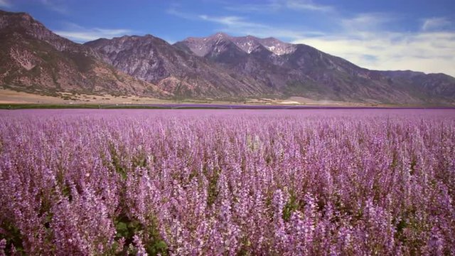 Wide shot of lavender field and mountains