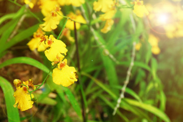 Colorful fully grown orchids in greenhouse