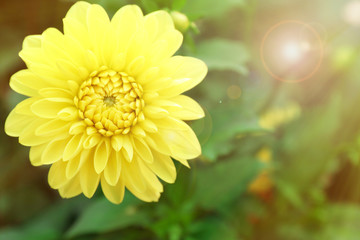 Beautiful dahlia flower, close up
